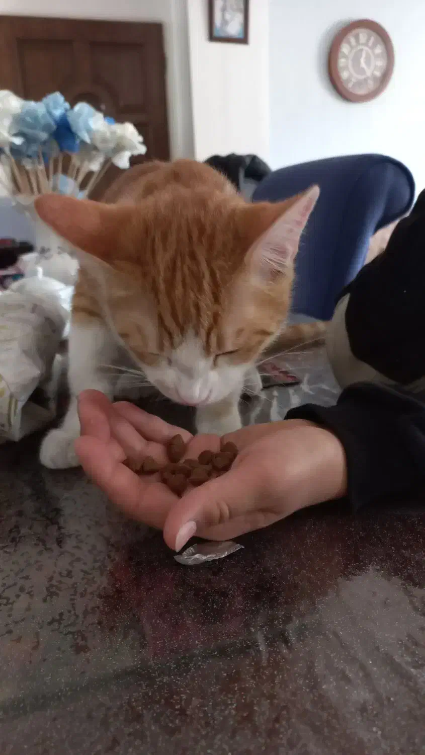 واگذاری گربه DSH نارنجی شیطون و بازیگوش|گربه|محمدشهر, ولدآباد|دیوار