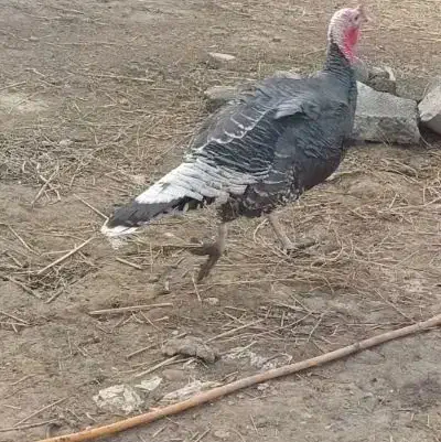 بوقلمون نر نژاد انگلیس|حیوانات مزرعه|اصلاندوز, |دیوار