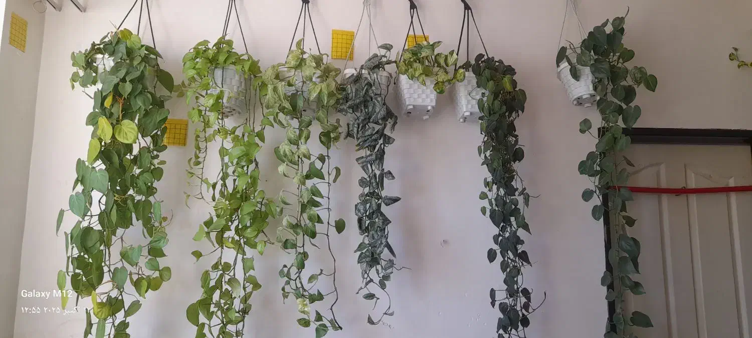 گل های اویزی|گل و گیاه طبیعی|بناب, |دیوار