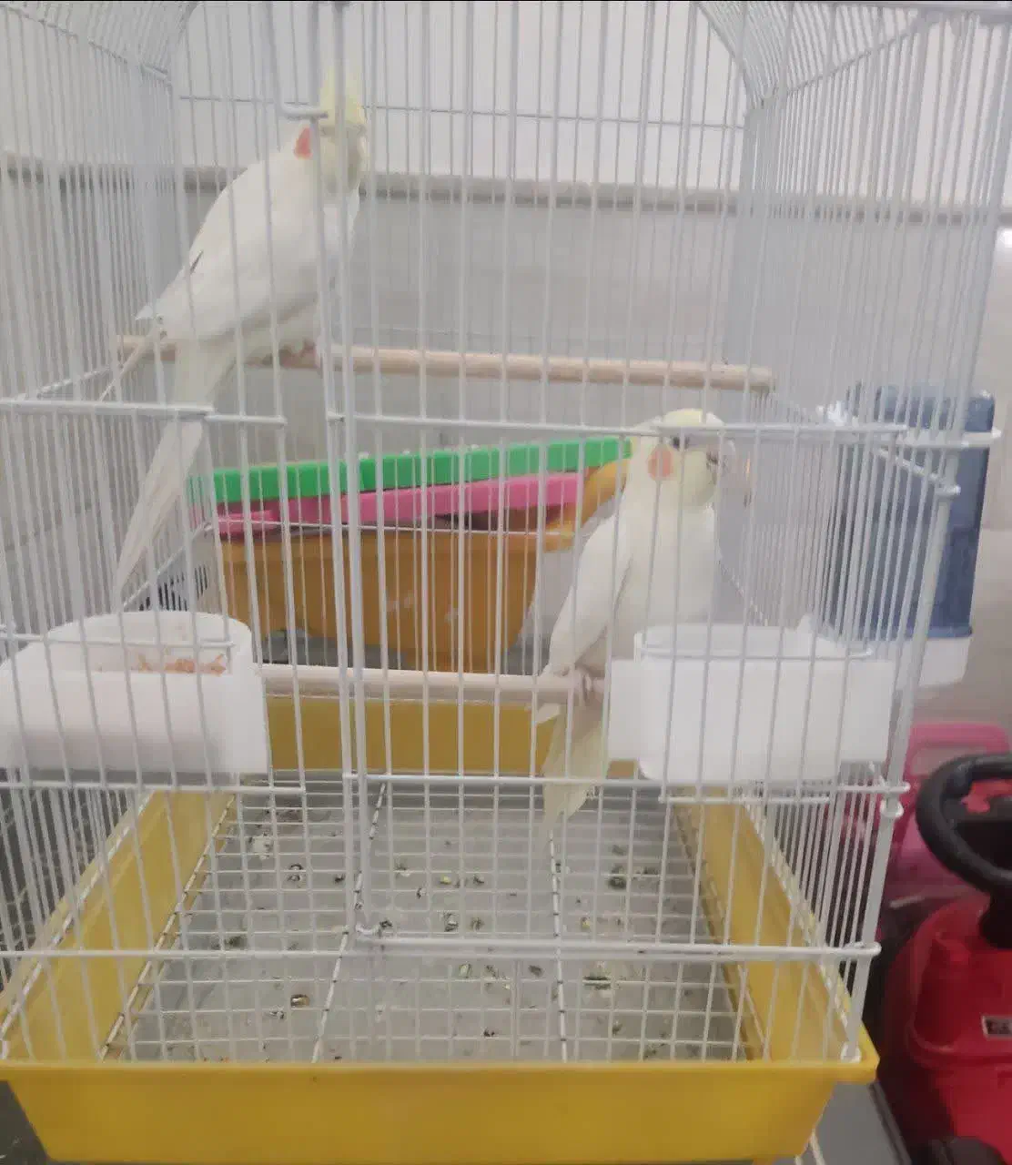 عروس هلندی|پرنده|آباده, |دیوار