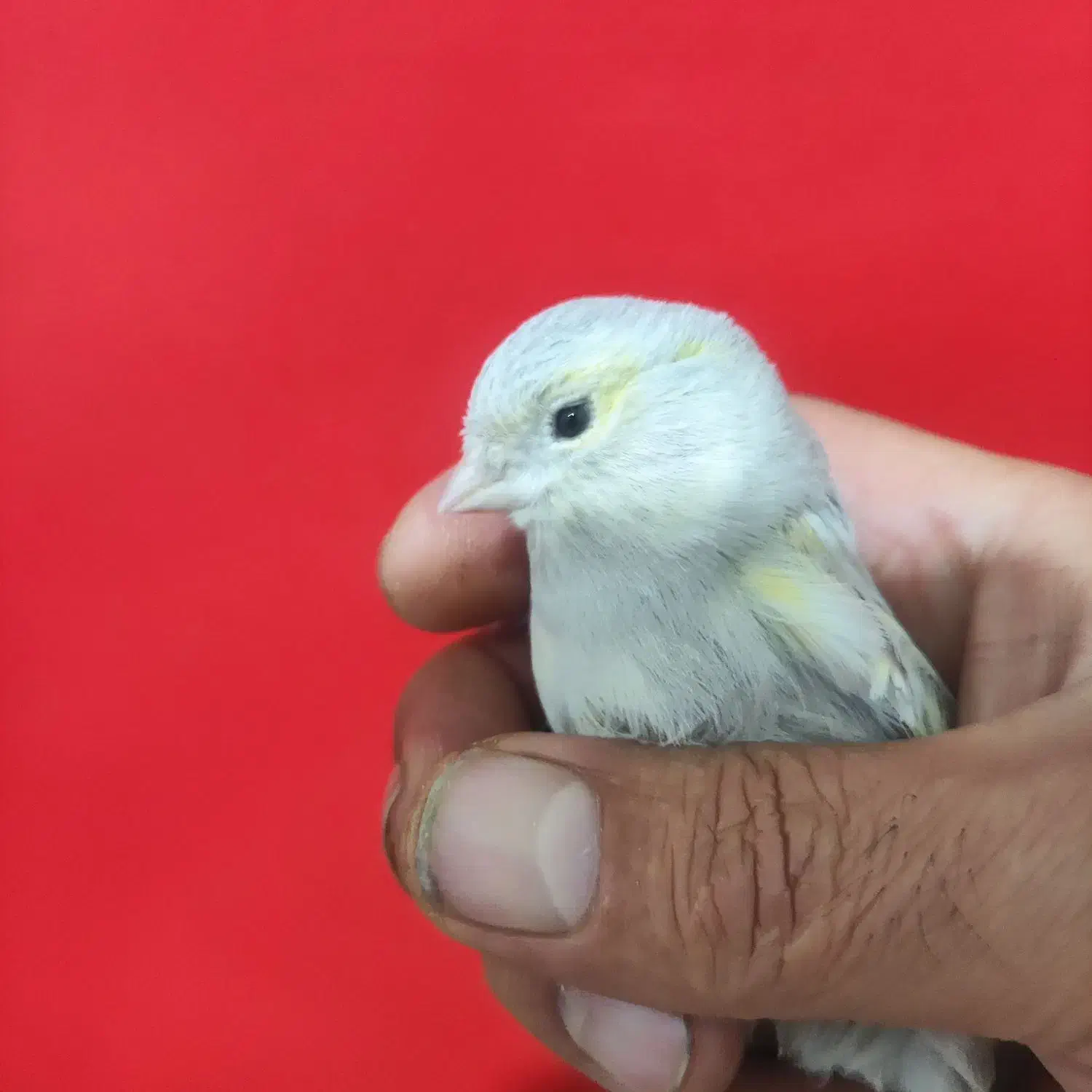 قناری اوپال ماده|پرنده|شیراز, تندگویان|دیوار