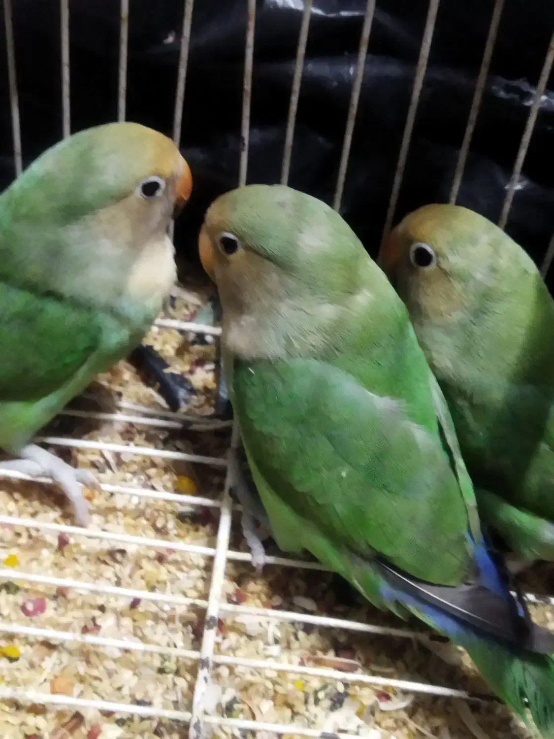 ۳ عدد طوطی بریزیلی بازیگوش|پرنده|تهران, یافتآباد|دیوار