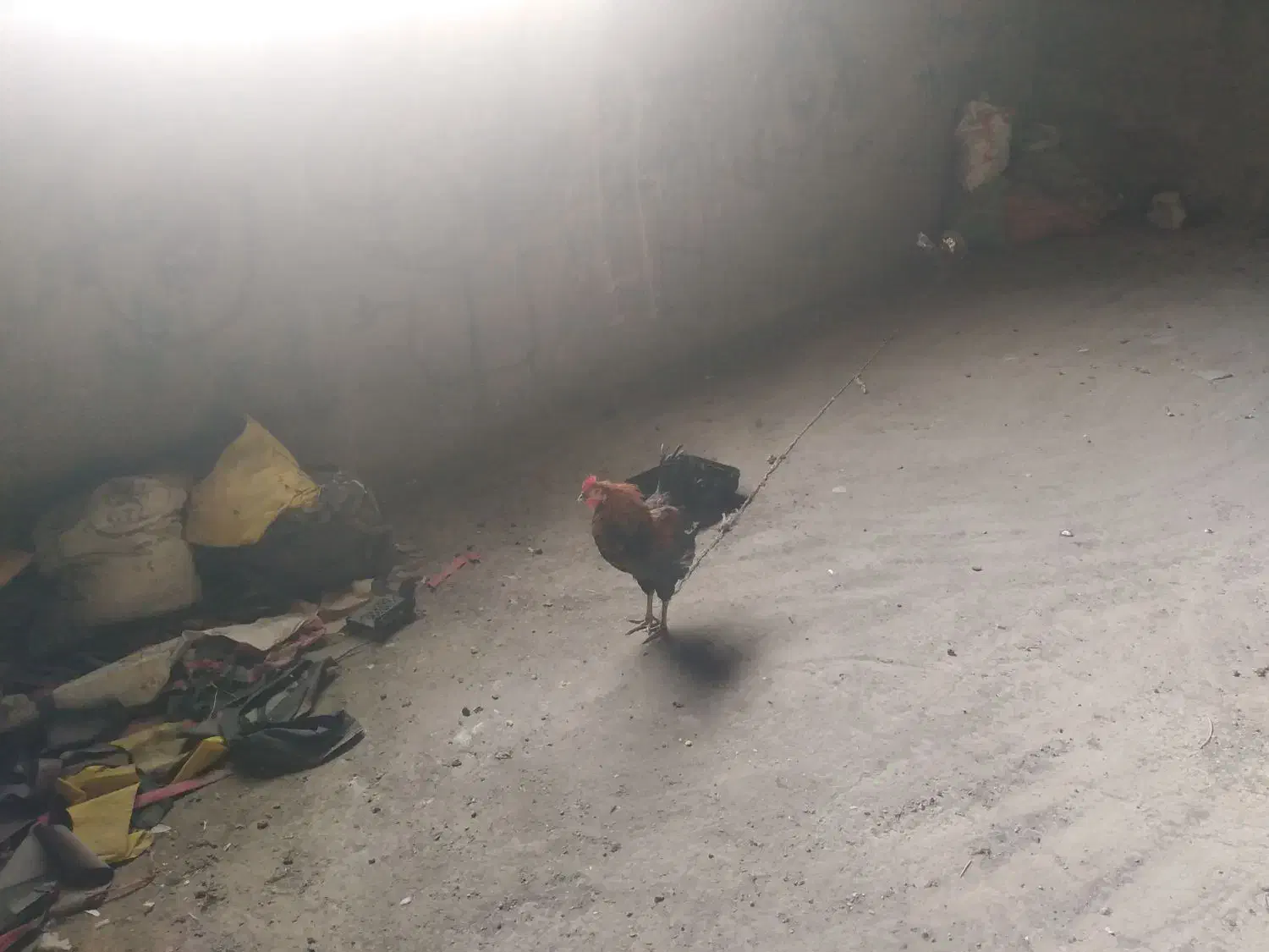 خروس|پرنده|مشهد, همت آباد|دیوار