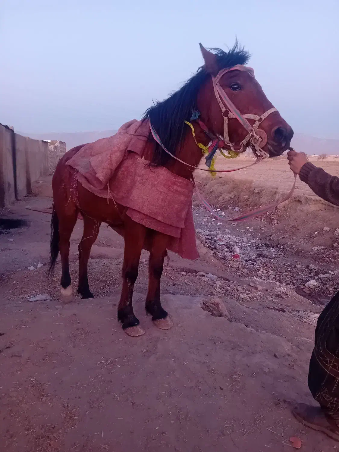 مادیون|اسب و تجهیزات اسب‌سواری|نیشابور, ناسیونال|دیوار