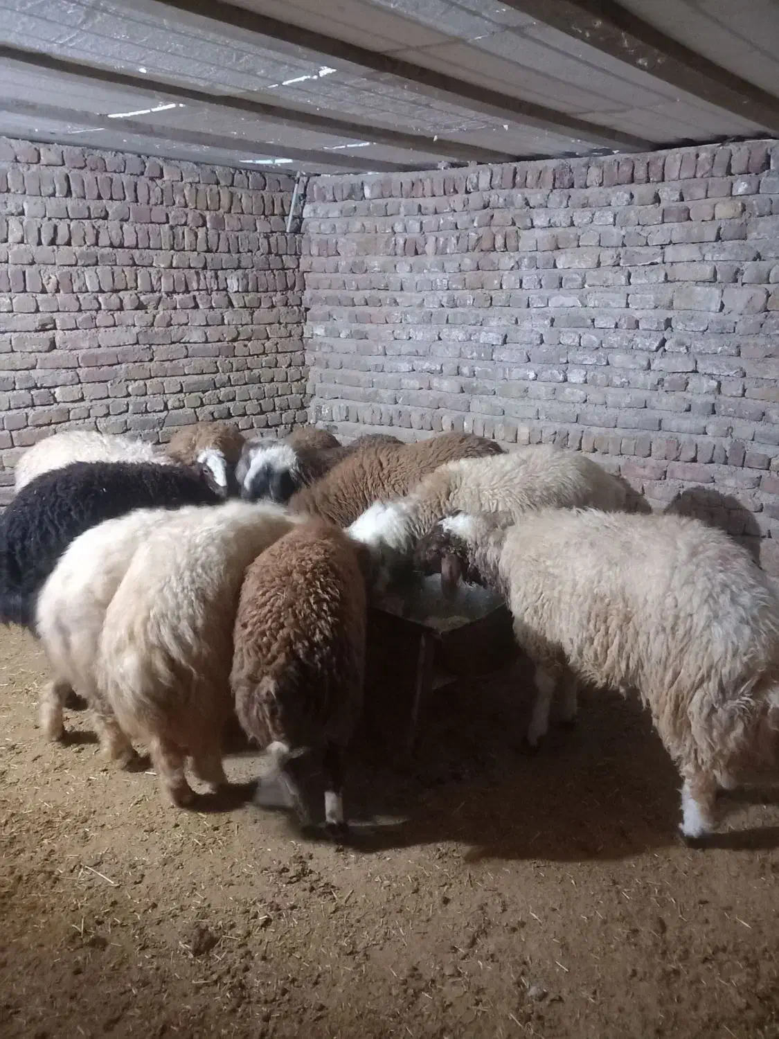 بره نر افشار صادرات|حیوانات مزرعه|پاپی, |دیوار