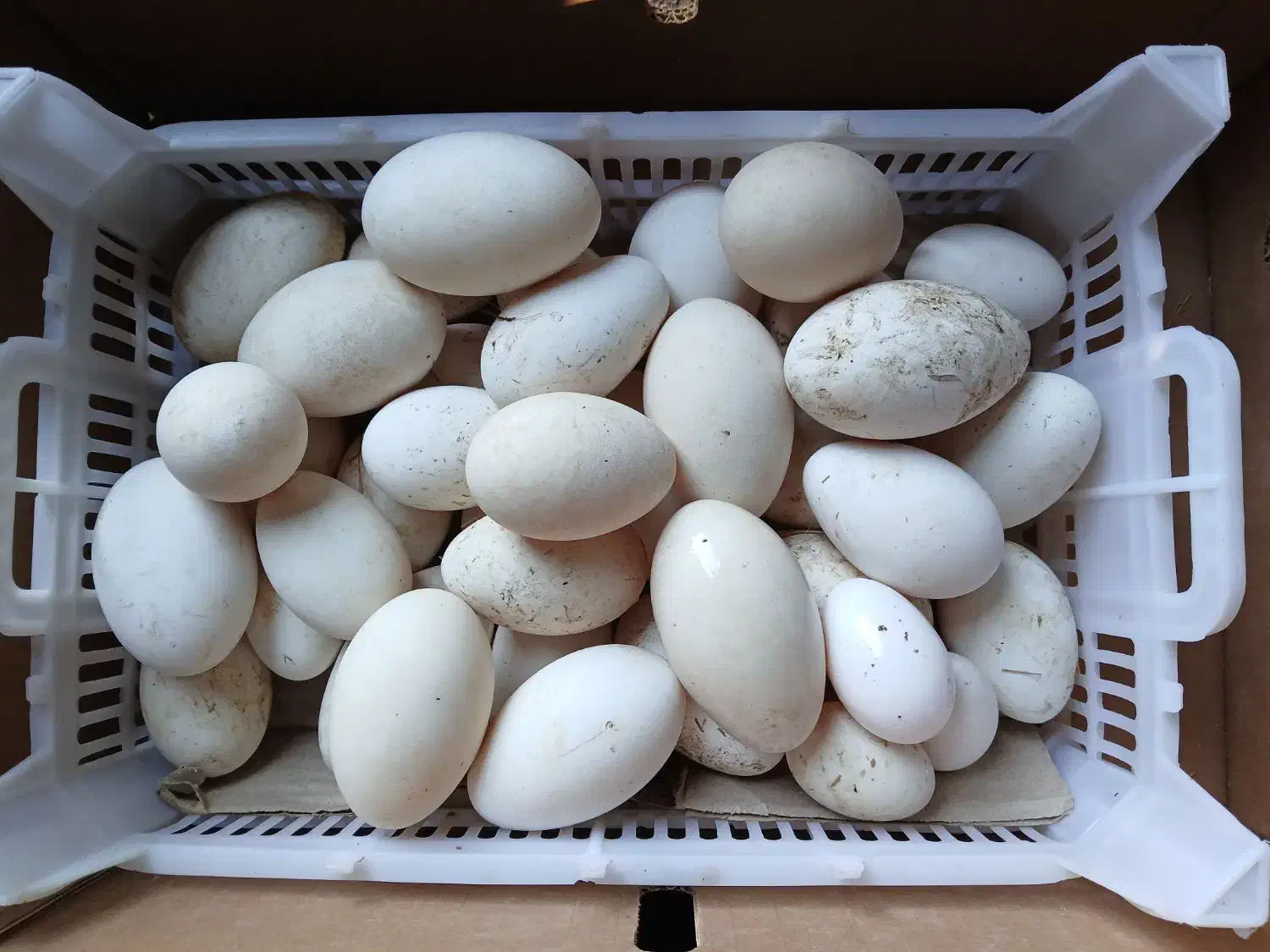 تخم غاز|حیوانات مزرعه|خرمشهر, |دیوار