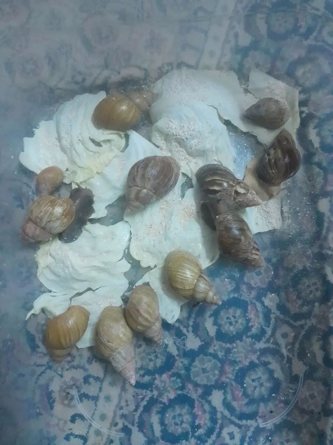 فروش حلزون|لوازم جانبی حیوانات|پادنا, |دیوار