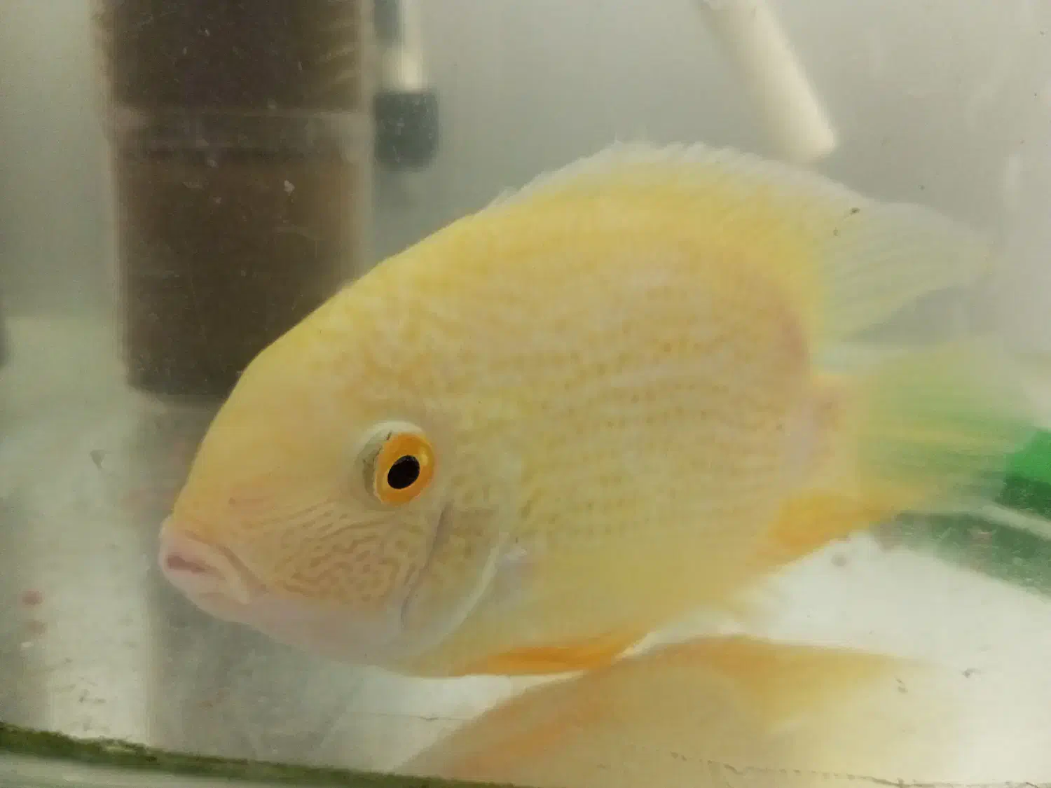 ماهی آکواریومی|ماهی|رشت, نیکمرام|دیوار