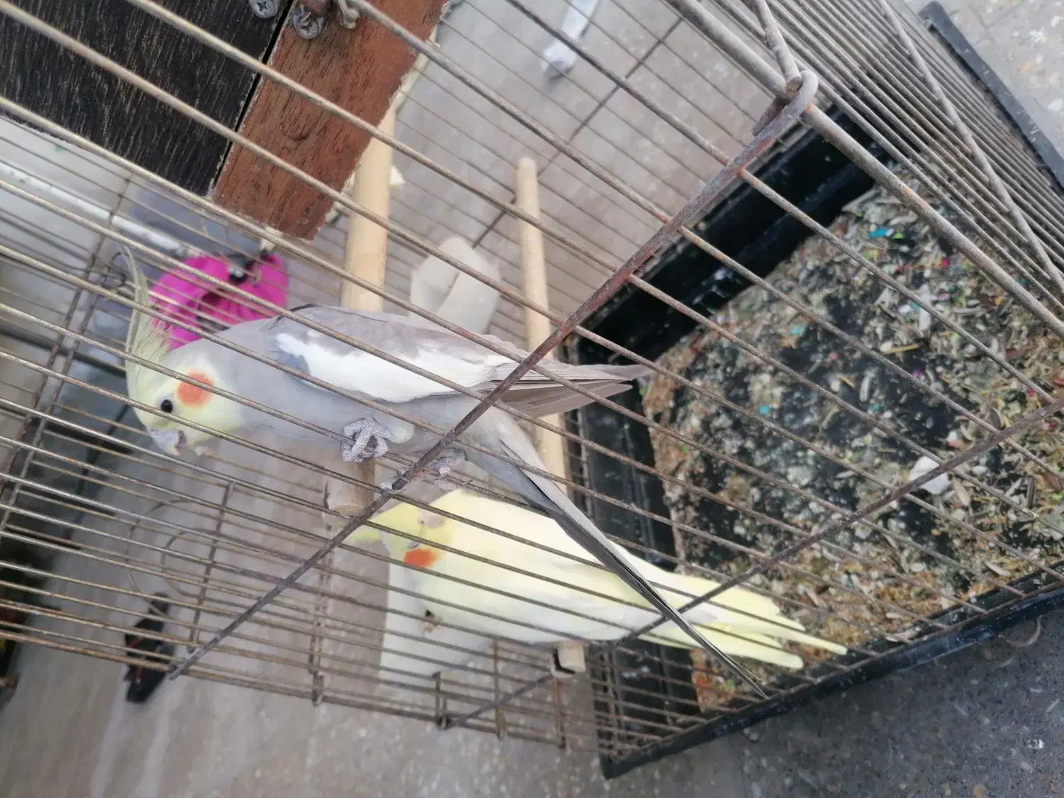 عروس هلندی مولد روی تخم|پرنده|نورآباد ممسنی, |دیوار