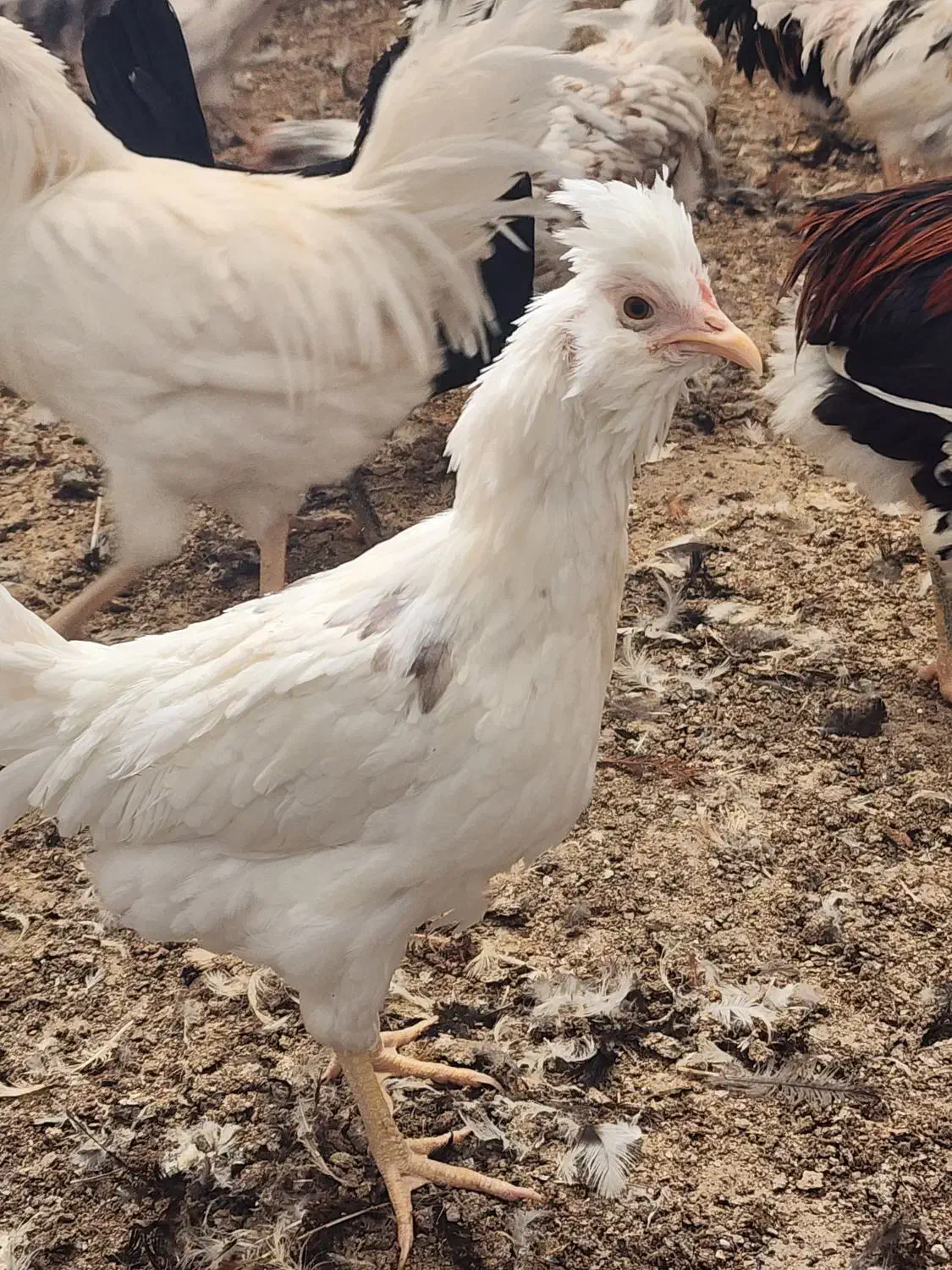 تخم نطفه دار جوجه گلین خالص|حیوانات مزرعه|یزد, |دیوار