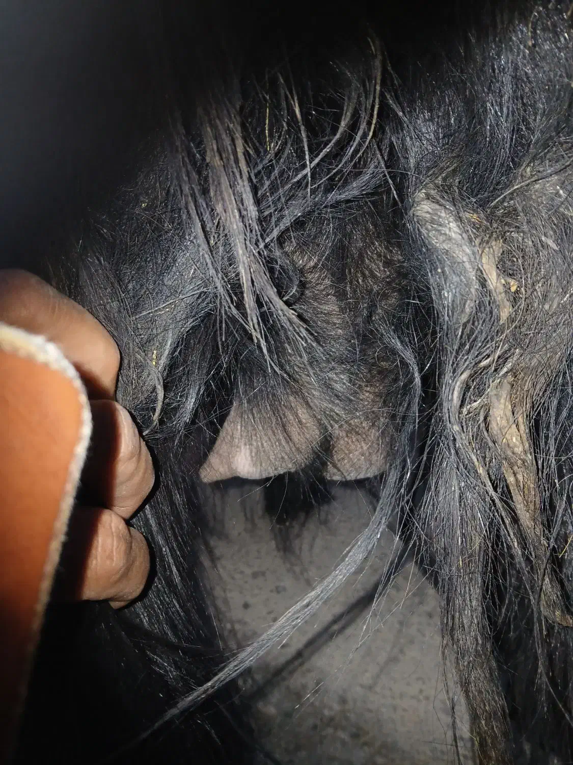 بزگله،داری، دوقلو حامله|حیوانات مزرعه|باغ ملک, |دیوار