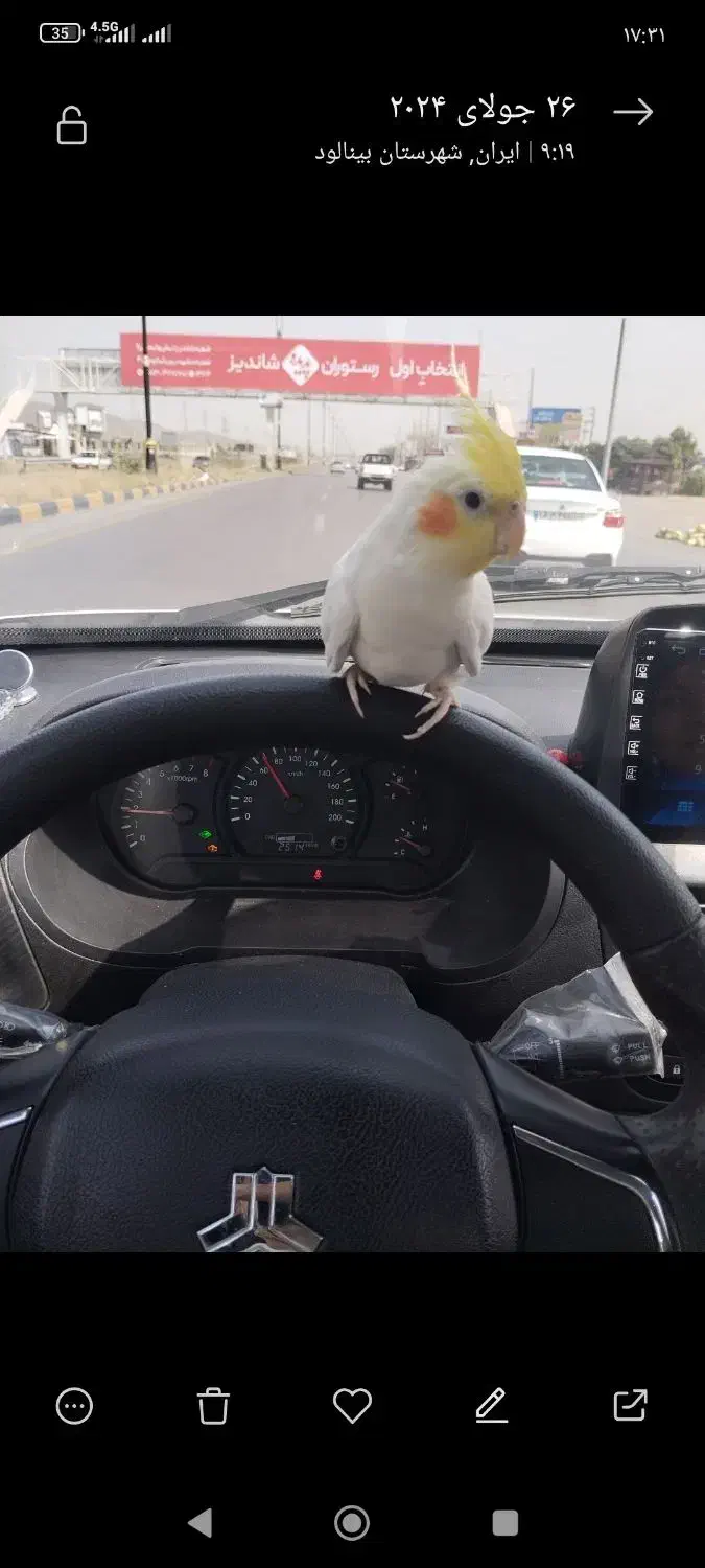 عروس هلندی لوتینو سخنگو|پرنده|مشهد, چهارچشمه|دیوار