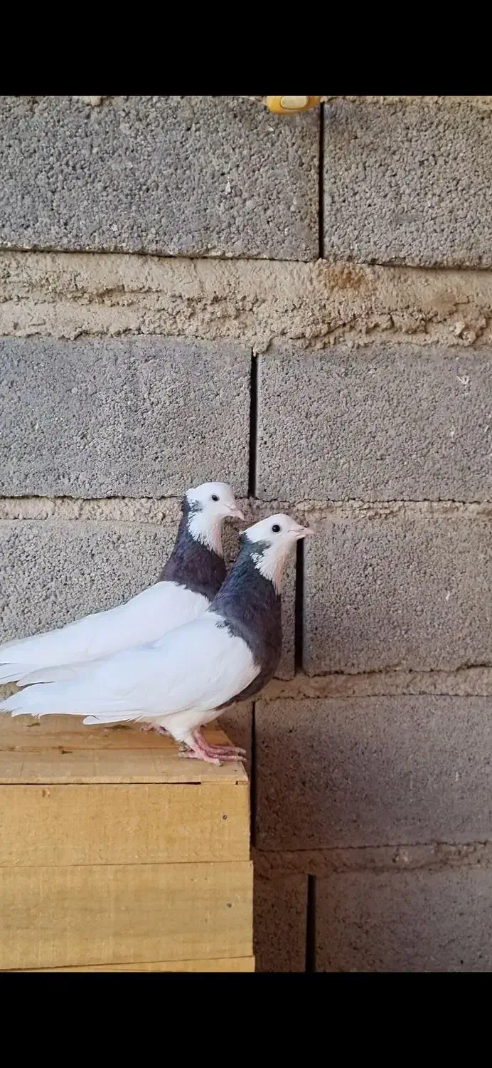 کبوتر طوقی|پرنده|سرپل ذهاب, |دیوار