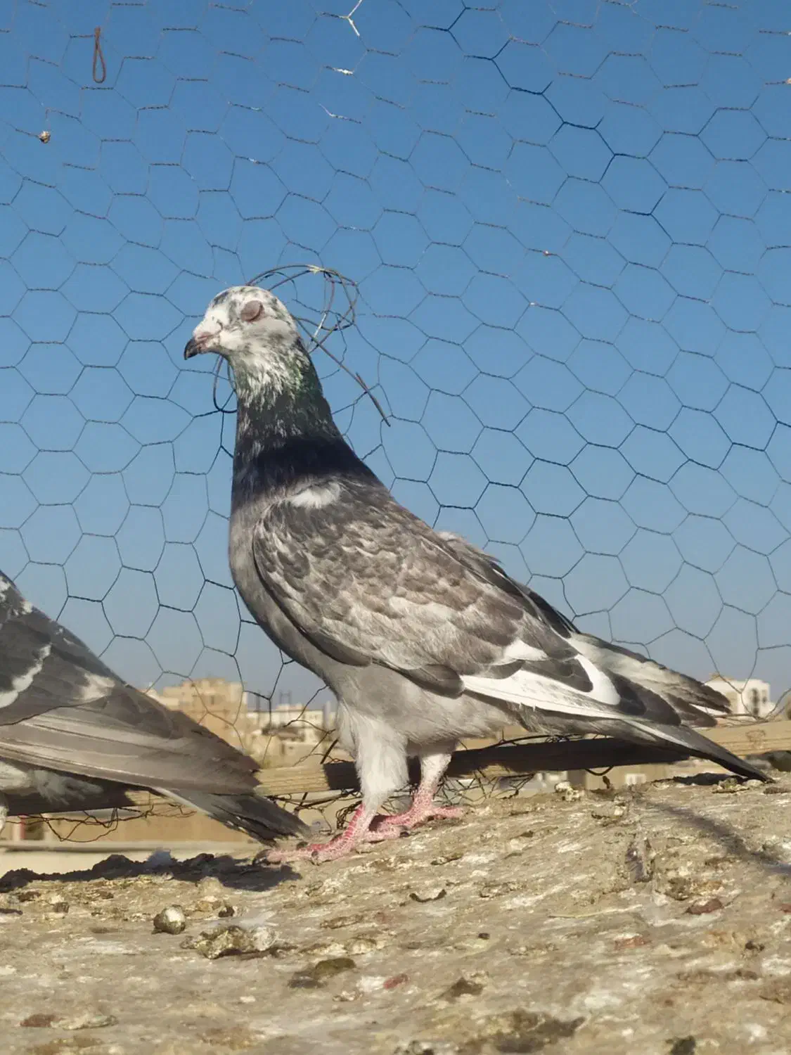 کبوتر گرفتنی و جوانه|پرنده|سبزوار, پاسداران|دیوار