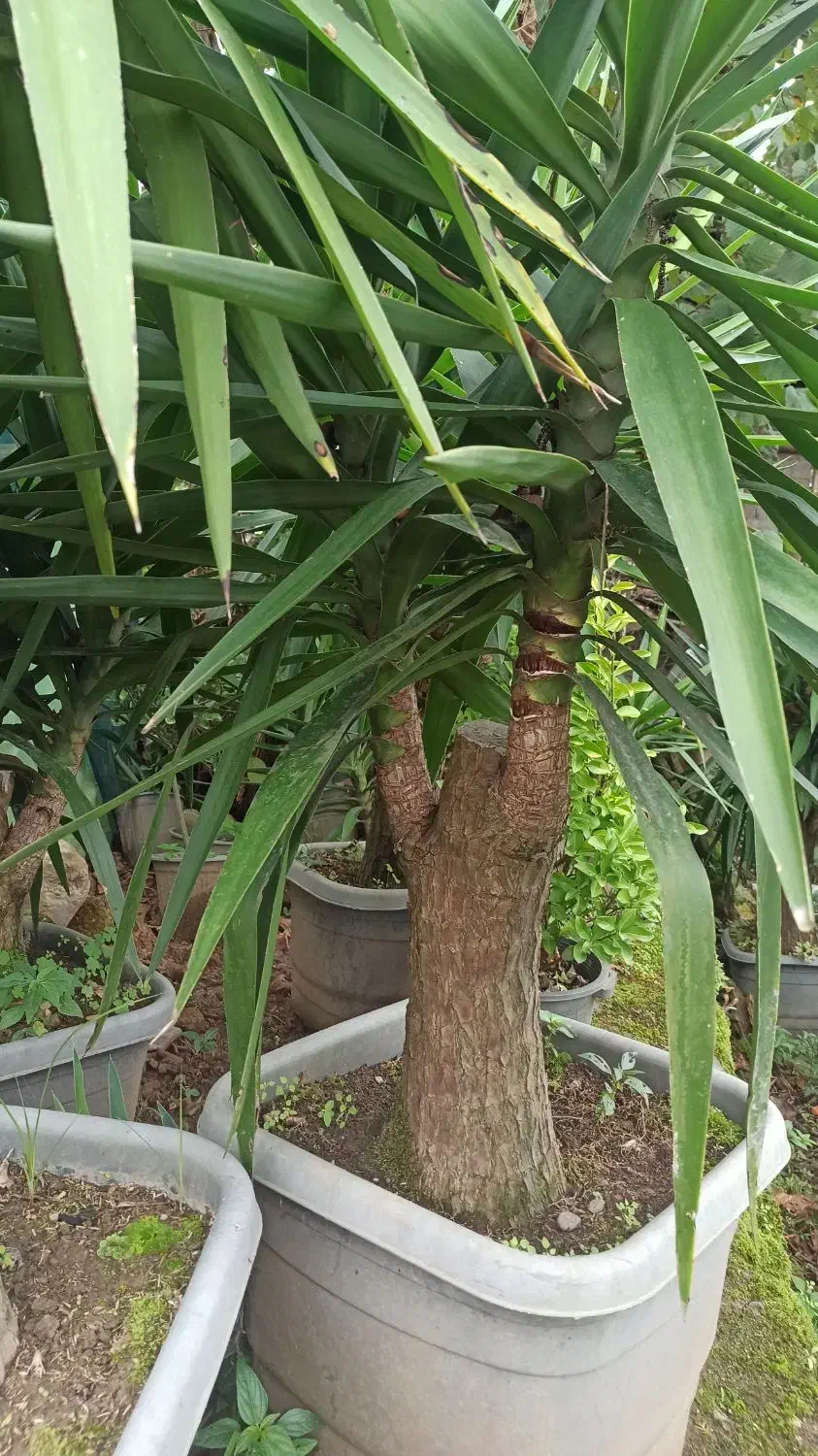 یوکا|گل و گیاه طبیعی|رحیم‌آباد, |دیوار