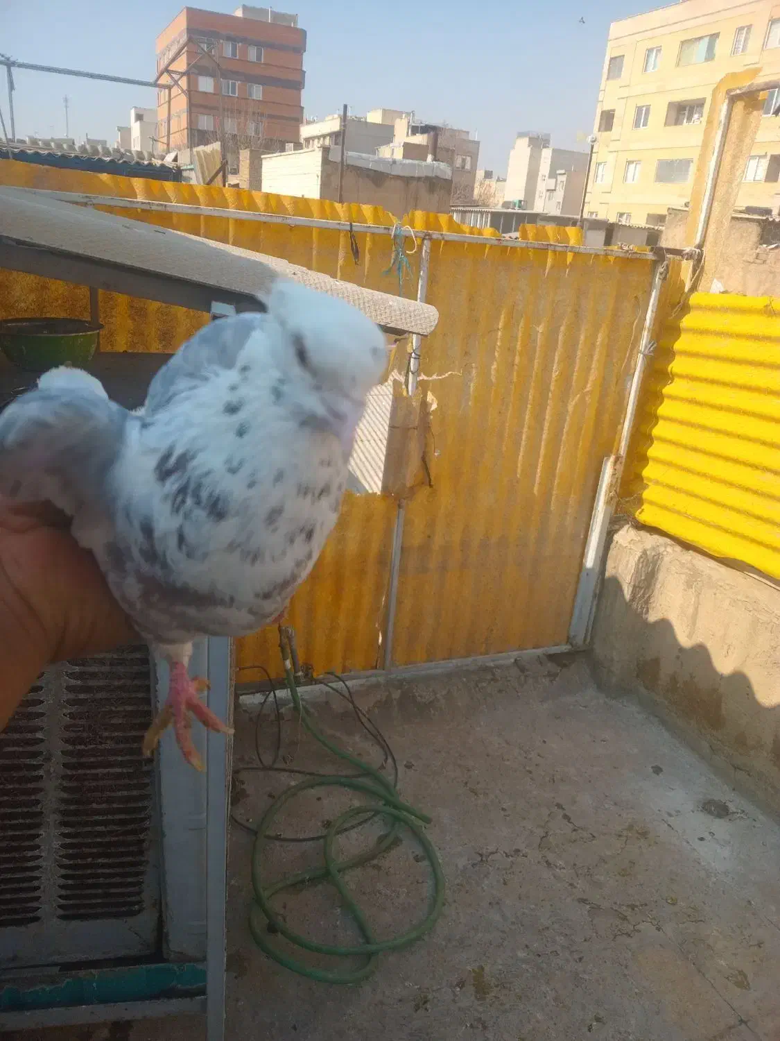 کفتر سرور|پرنده|تهران, بیسیم|دیوار