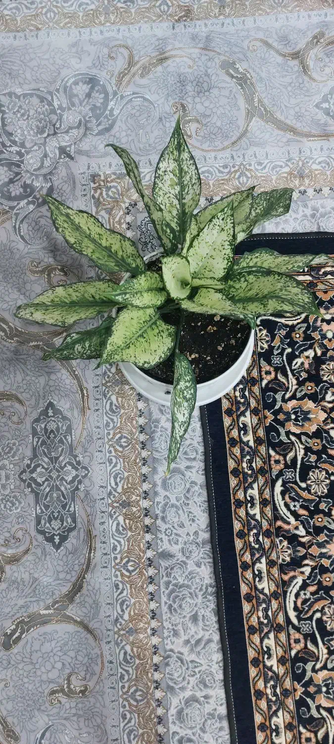 گل آگلونما|گل و گیاه طبیعی|بیرجند, |دیوار