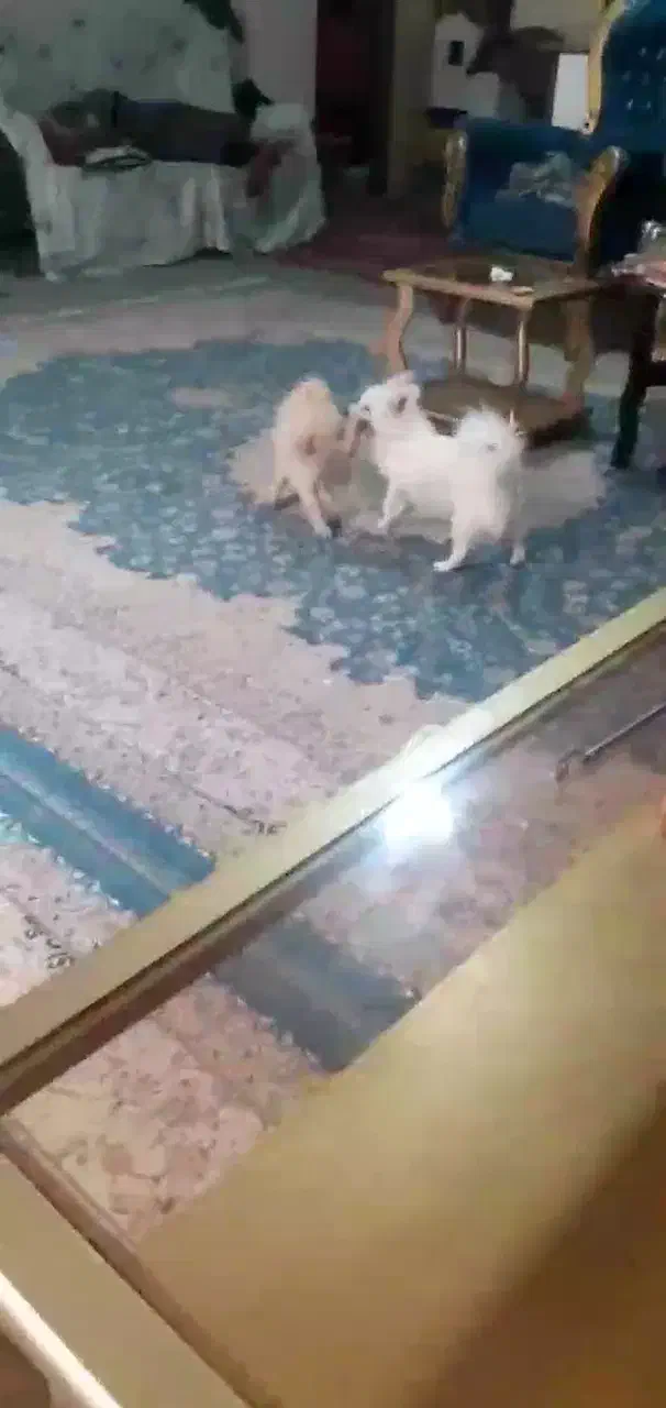 سگ پامرین اشپیز|سگ|فلاورجان, |دیوار