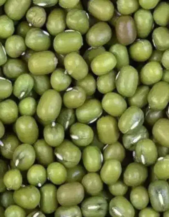 ماش هندی درجه یک|عمده‌فروشی|شوش, |دیوار