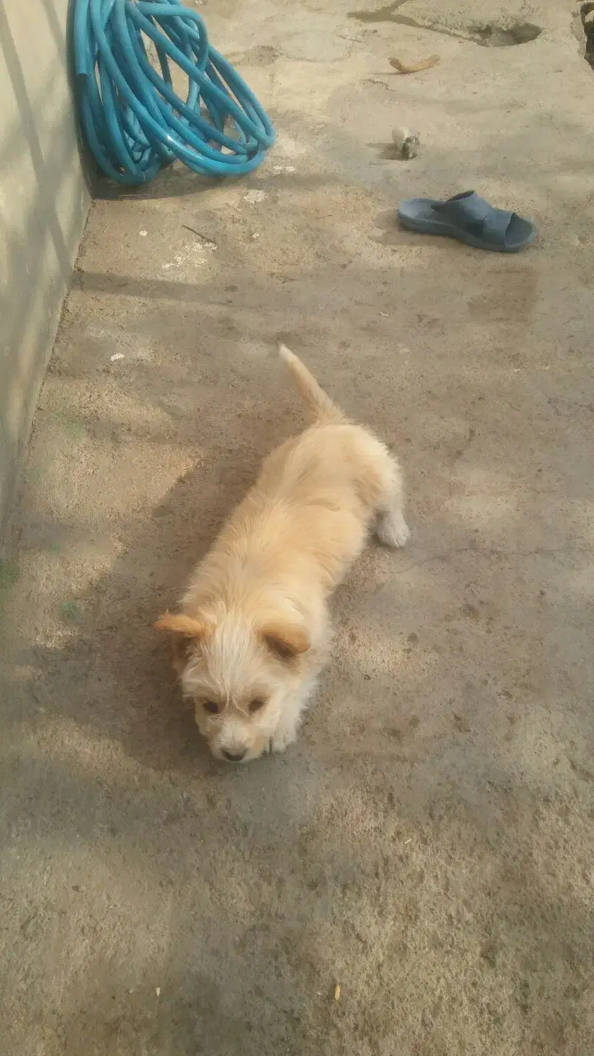 یک عدد سگ پاکوتاه|سگ|سربیشه, |دیوار