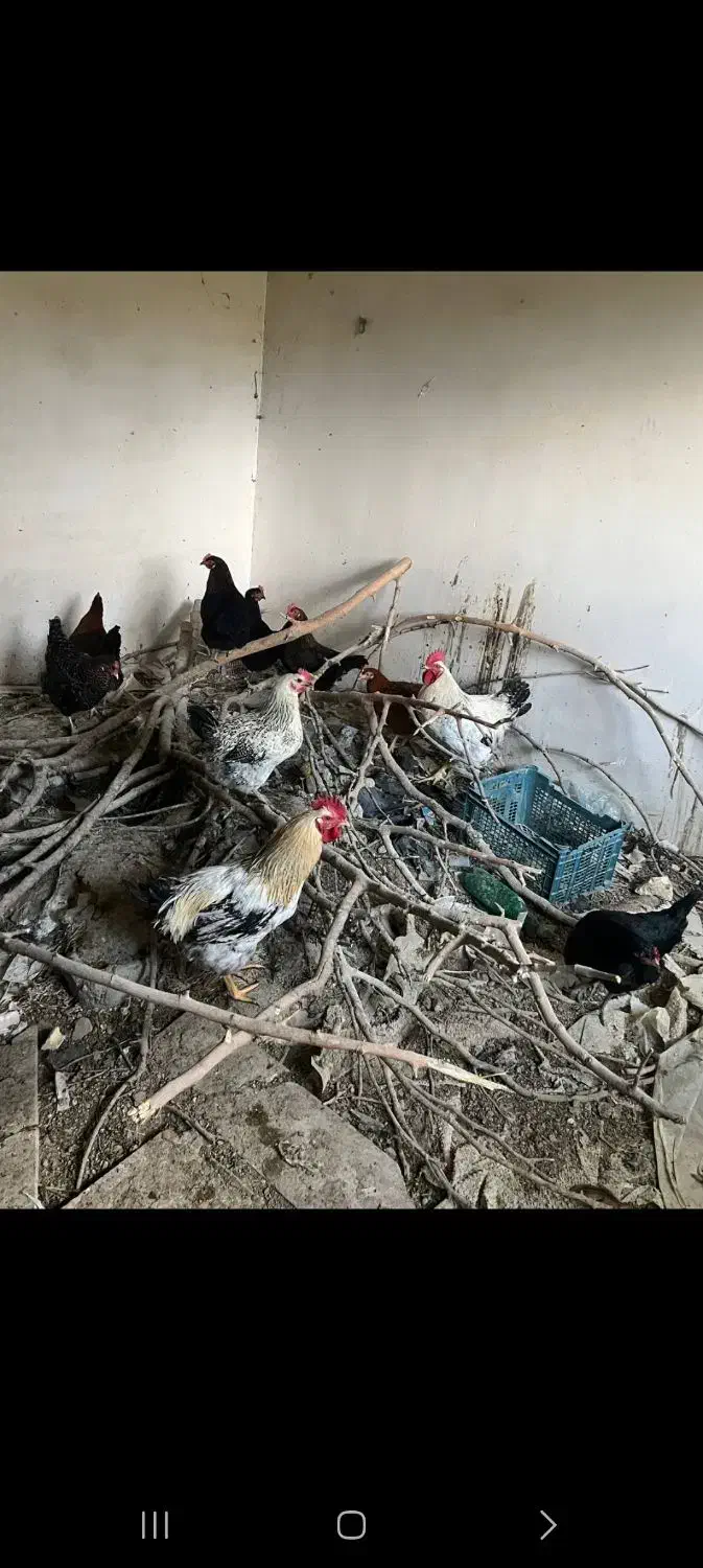 مرغ تخمکزار|حیوانات مزرعه|مشهد, ویلاشهر|دیوار