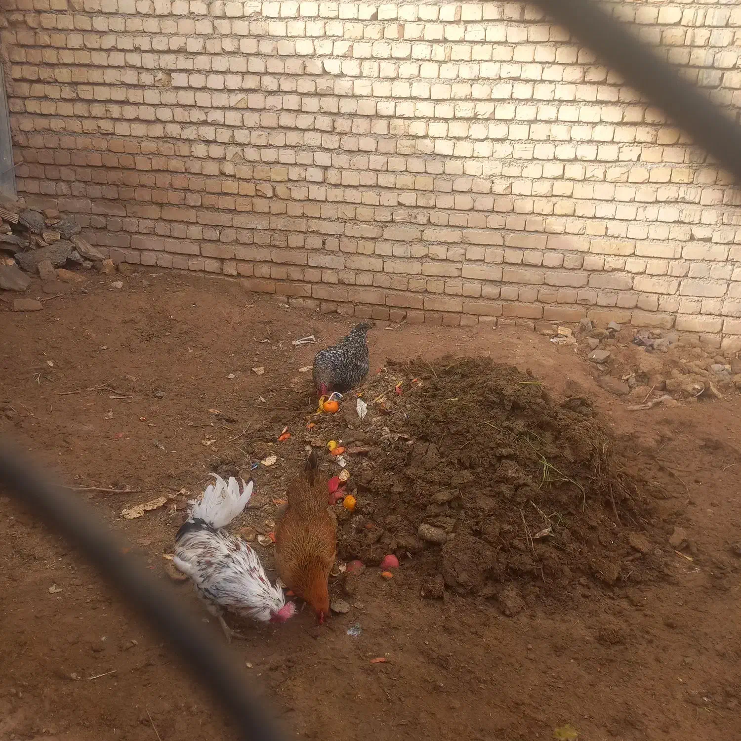 خروس بوقلمون ماده|حیوانات مزرعه|شهرکرد, |دیوار