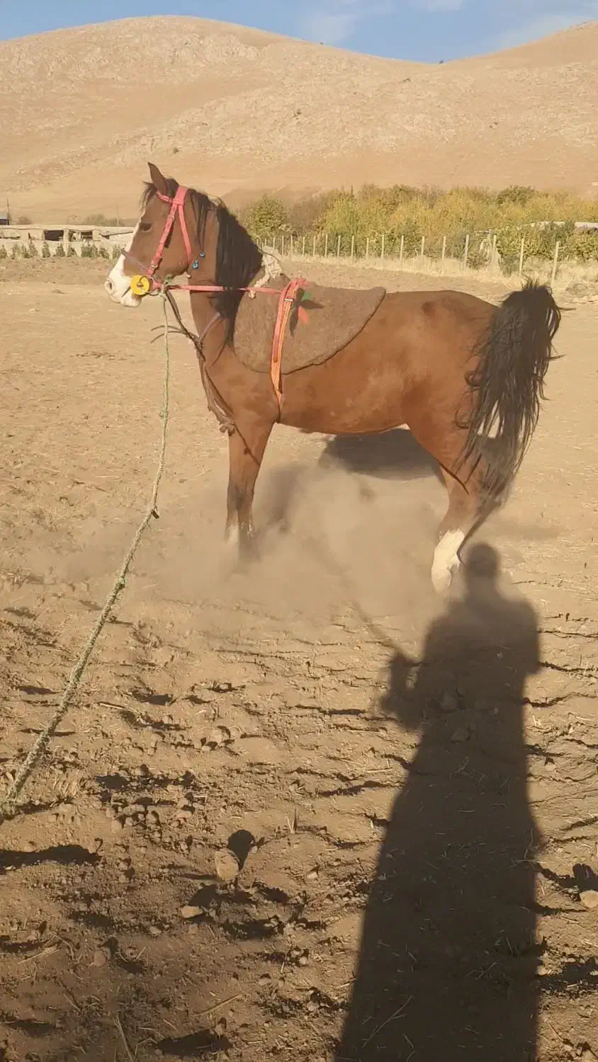 مادیان اصیل کردی رقاص|اسب و تجهیزات اسب‌سواری|خرم‌آباد, |دیوار