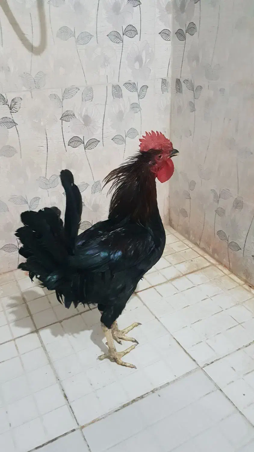 خروس جوان|حیوانات مزرعه|بندر ماهشهر, |دیوار