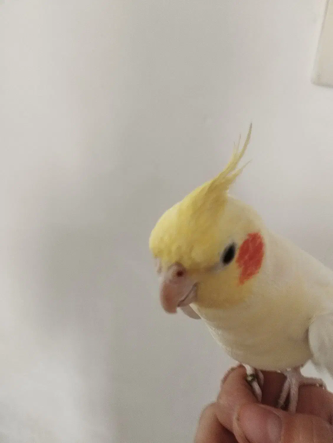 عروس|پرنده|زیرآب, |دیوار