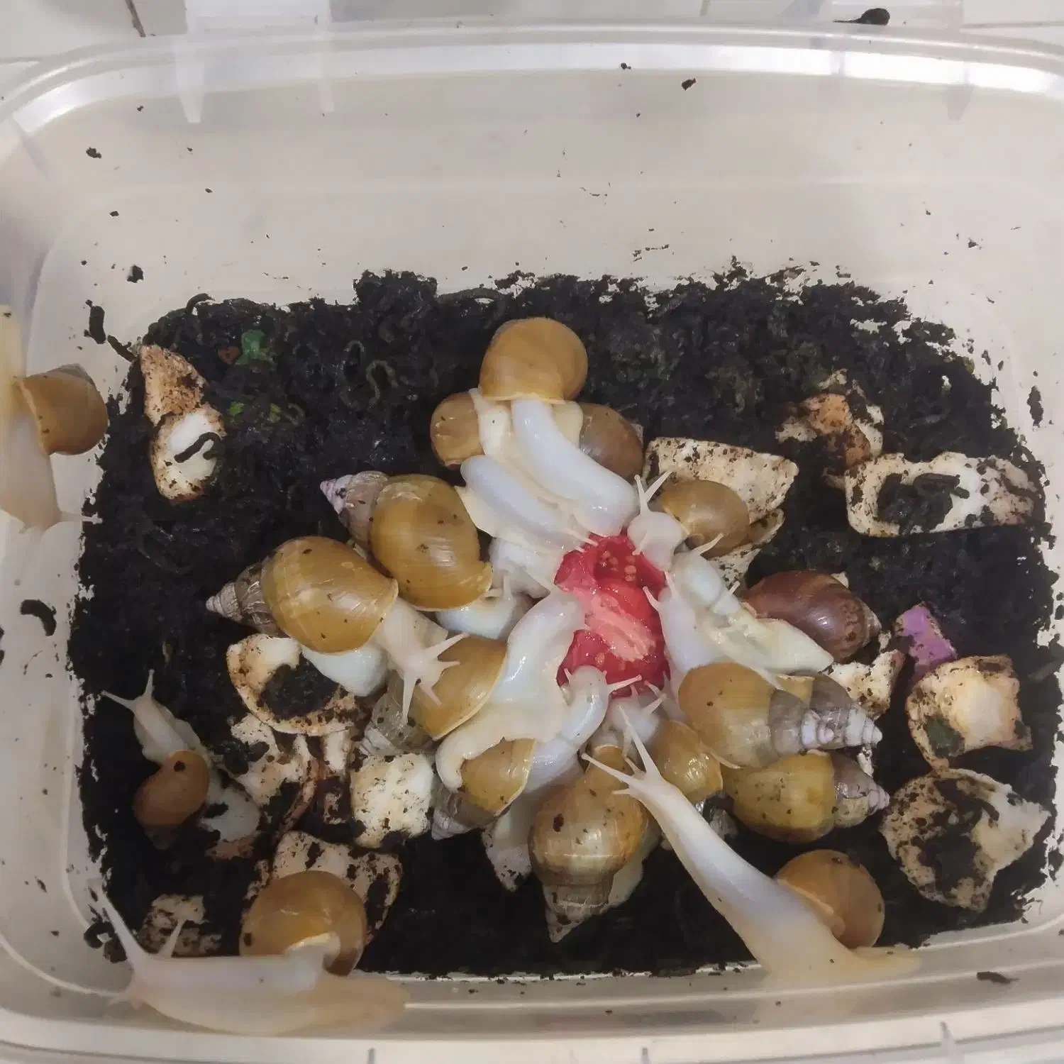 حلزون|خزنده|ورامین, ورامین|دیوار