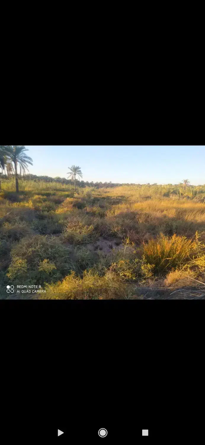 زمین در روستای صیداویه|فروش دفتر صنعتی، کشاورزی، تجاری|آبادان, |دیوار