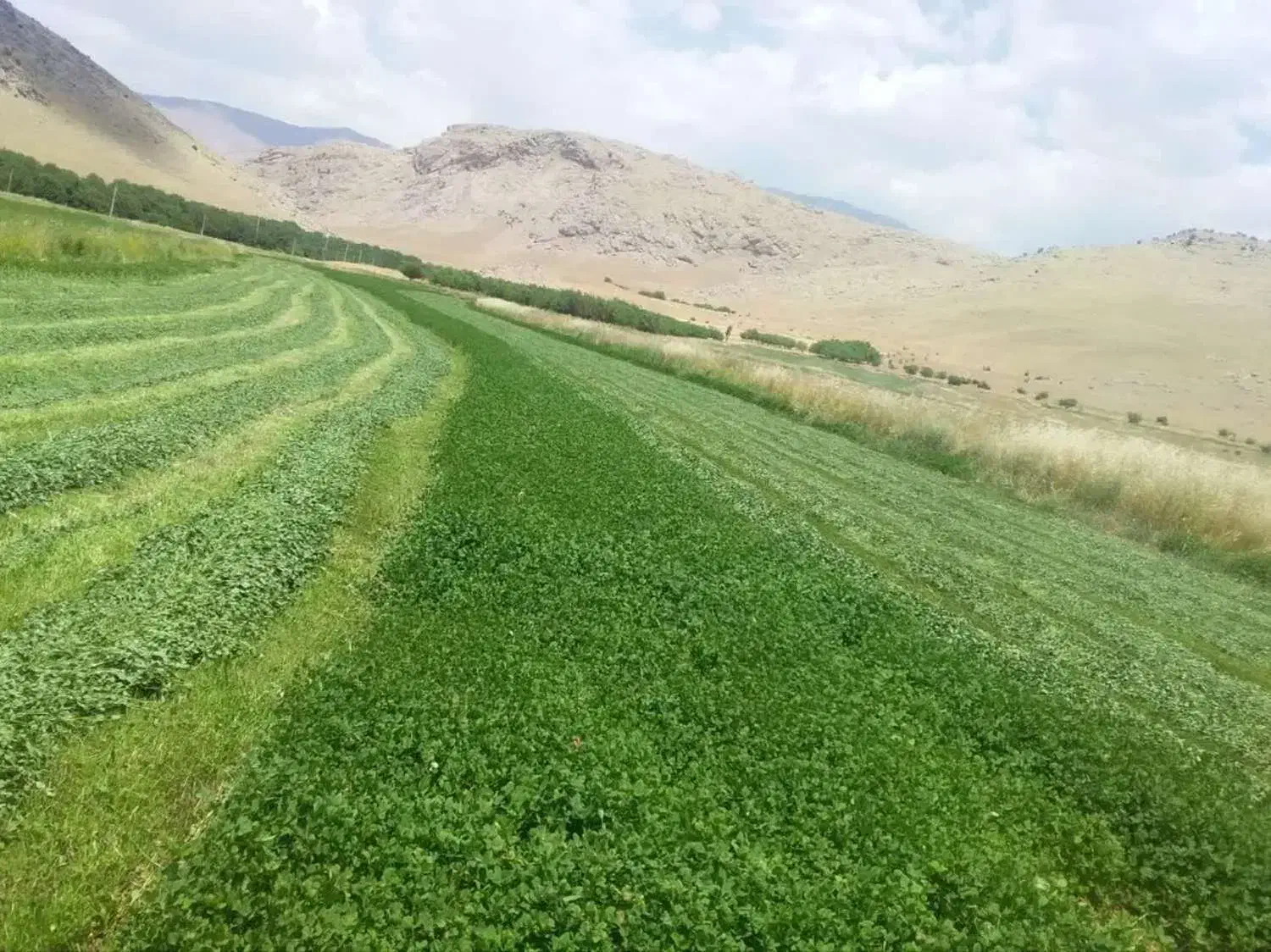 علوفه دام|حیوانات مزرعه|بیرانوند, |دیوار