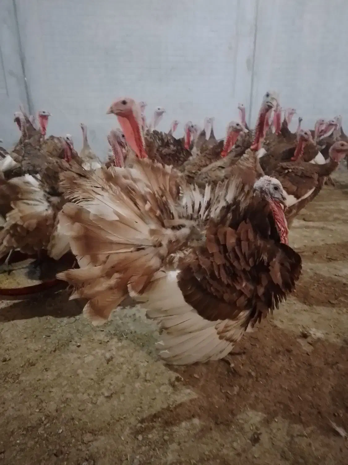 تخم بوغلمون نژاد بروبون|حیوانات مزرعه|کرمانشاه, |دیوار