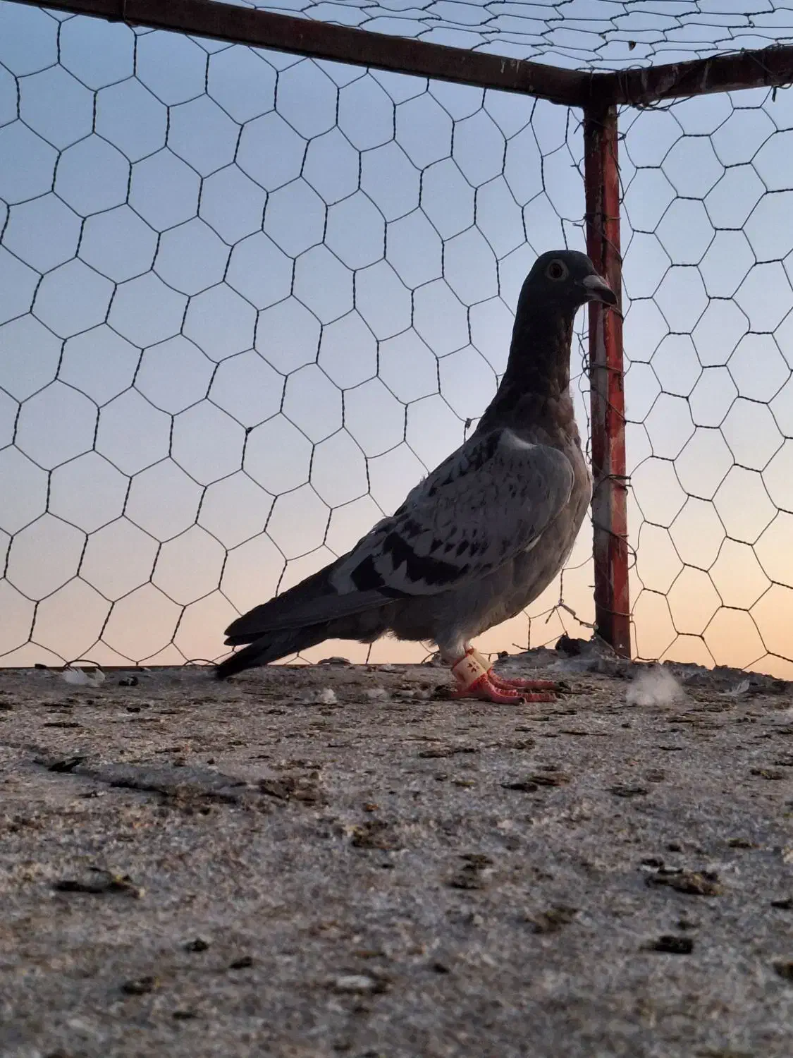 صید|پرنده|تربت‌حیدریه, ترمینال|دیوار