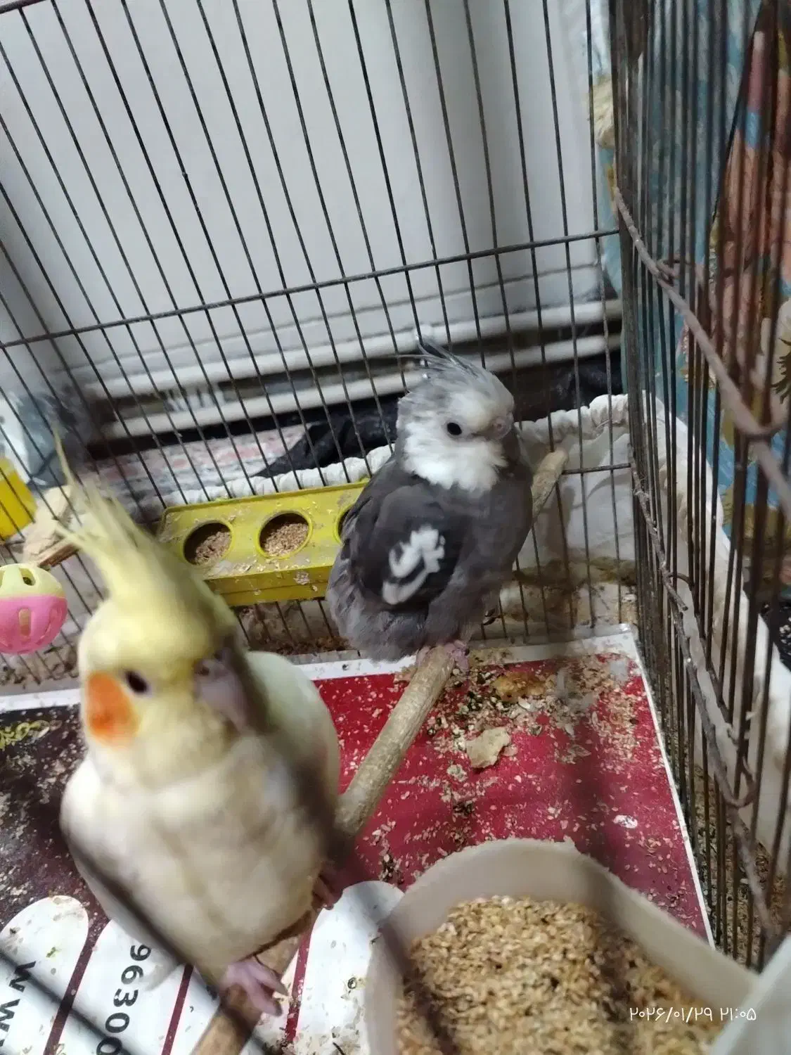 عروس هلندی|پرنده|قم, شهرک امام حسن|دیوار