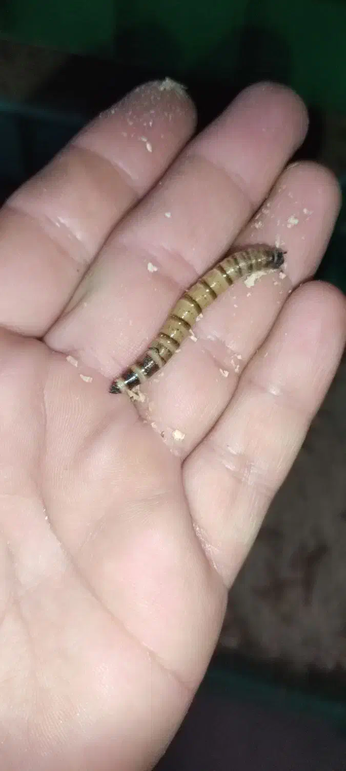 فروش میلورم و سوپر میلورم زنده|خزنده|شیراز, شاپورجان|دیوار