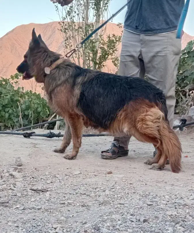 ژرمن شولاین|سگ|بم, |دیوار