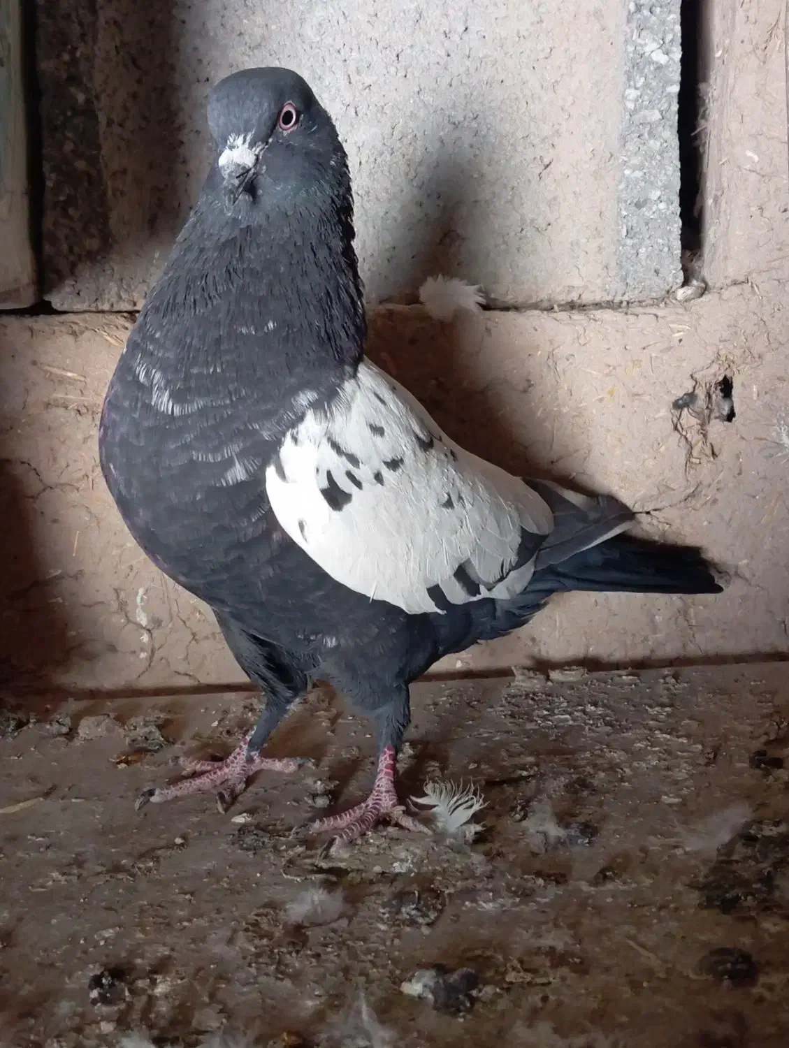 کبوتر سینه ای|پرنده|بروجن, |دیوار
