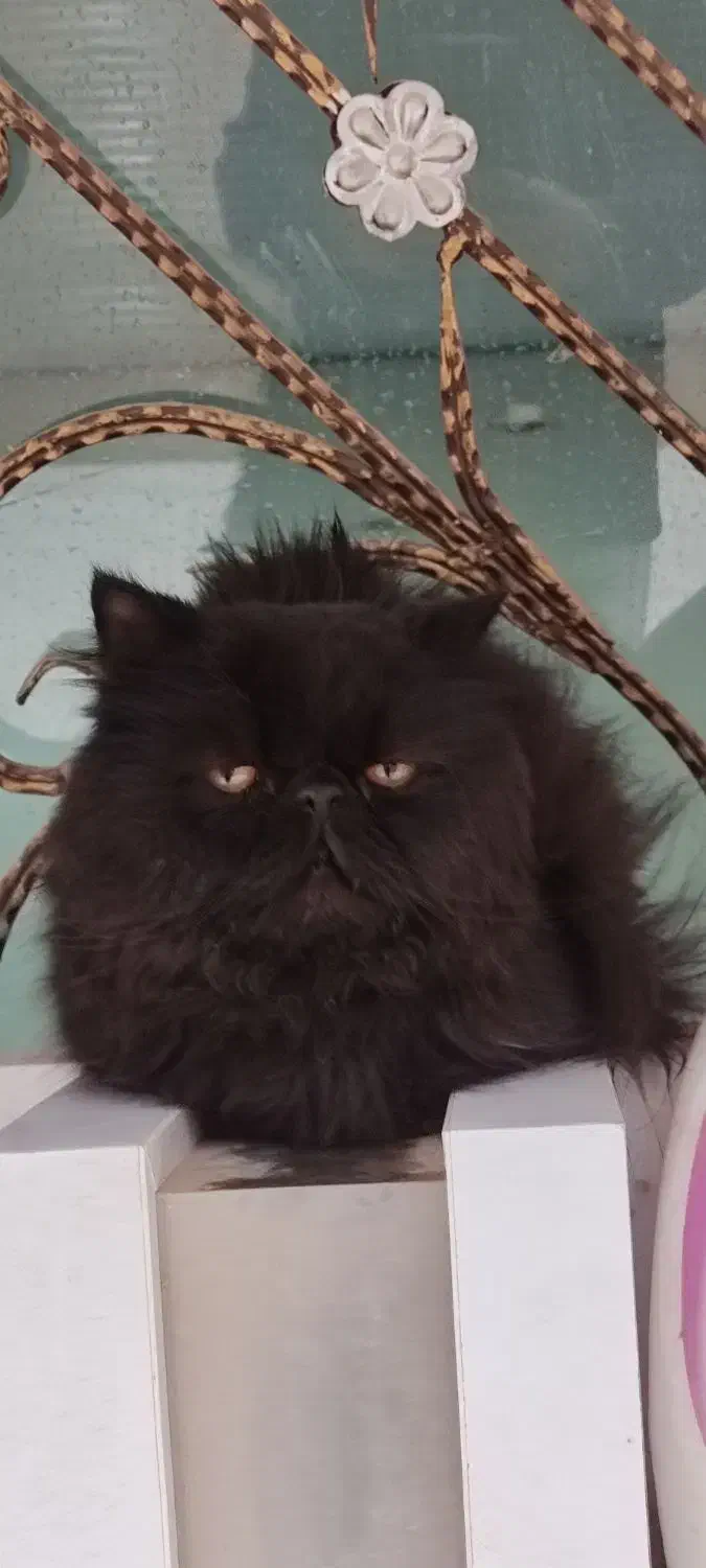 حیوان خانگی|گربه|مراغه, |دیوار