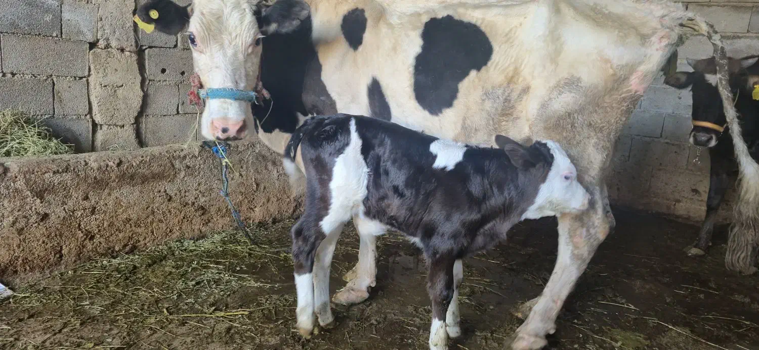 گاو شیری|حیوانات مزرعه|مسجد سلیمان, |دیوار