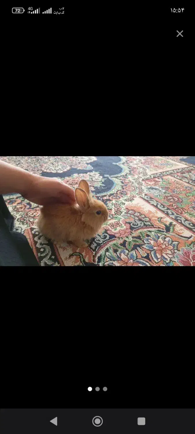 خرگوش لوپی|موش و خرگوش|تربتحیدریه, کوی شهید احمدزاده ملکی|دیوار