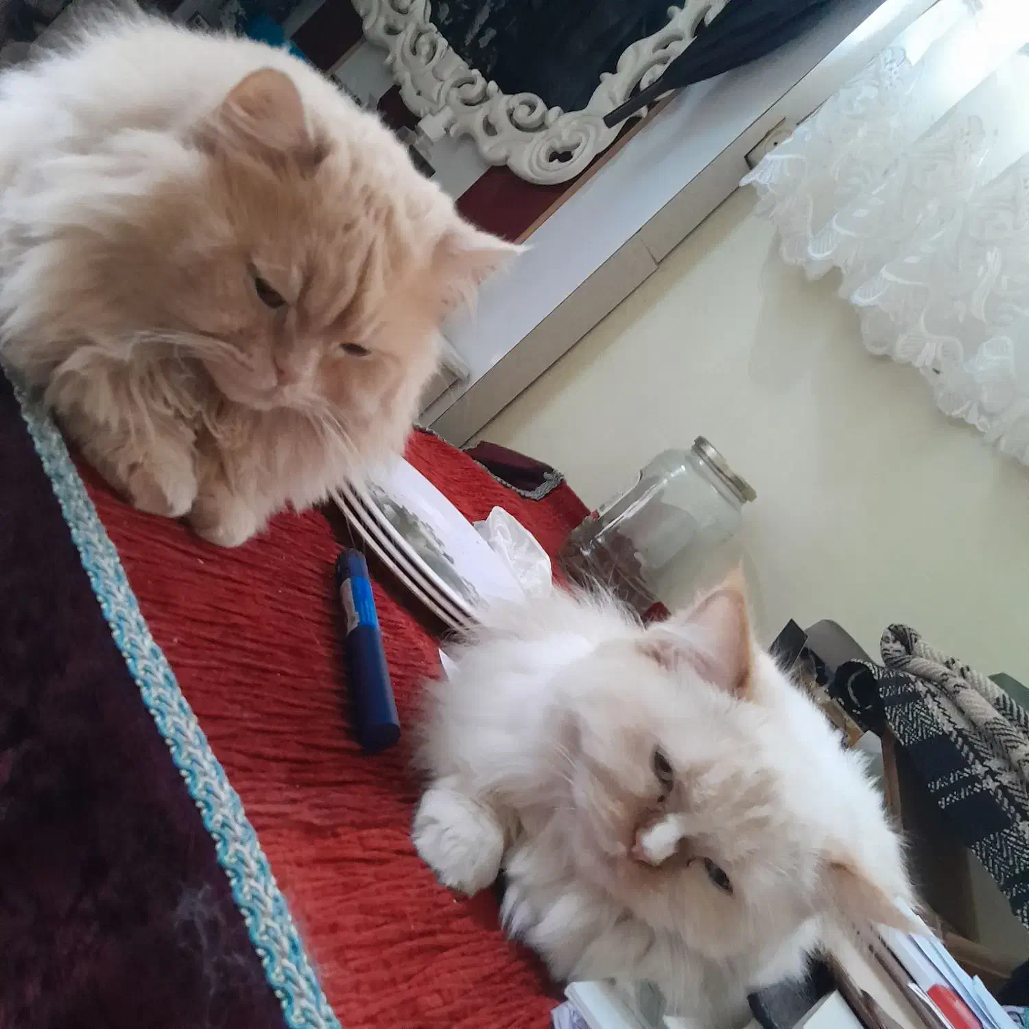 گربه پرشین کلاسیک|گربه|ارومیه, |دیوار