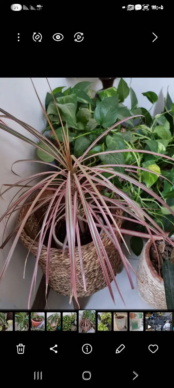 گل و گلدان اپارتمان ۲۳ عدد یکجا|گل و گیاه طبیعی|پردیس, فاز ۳|دیوار