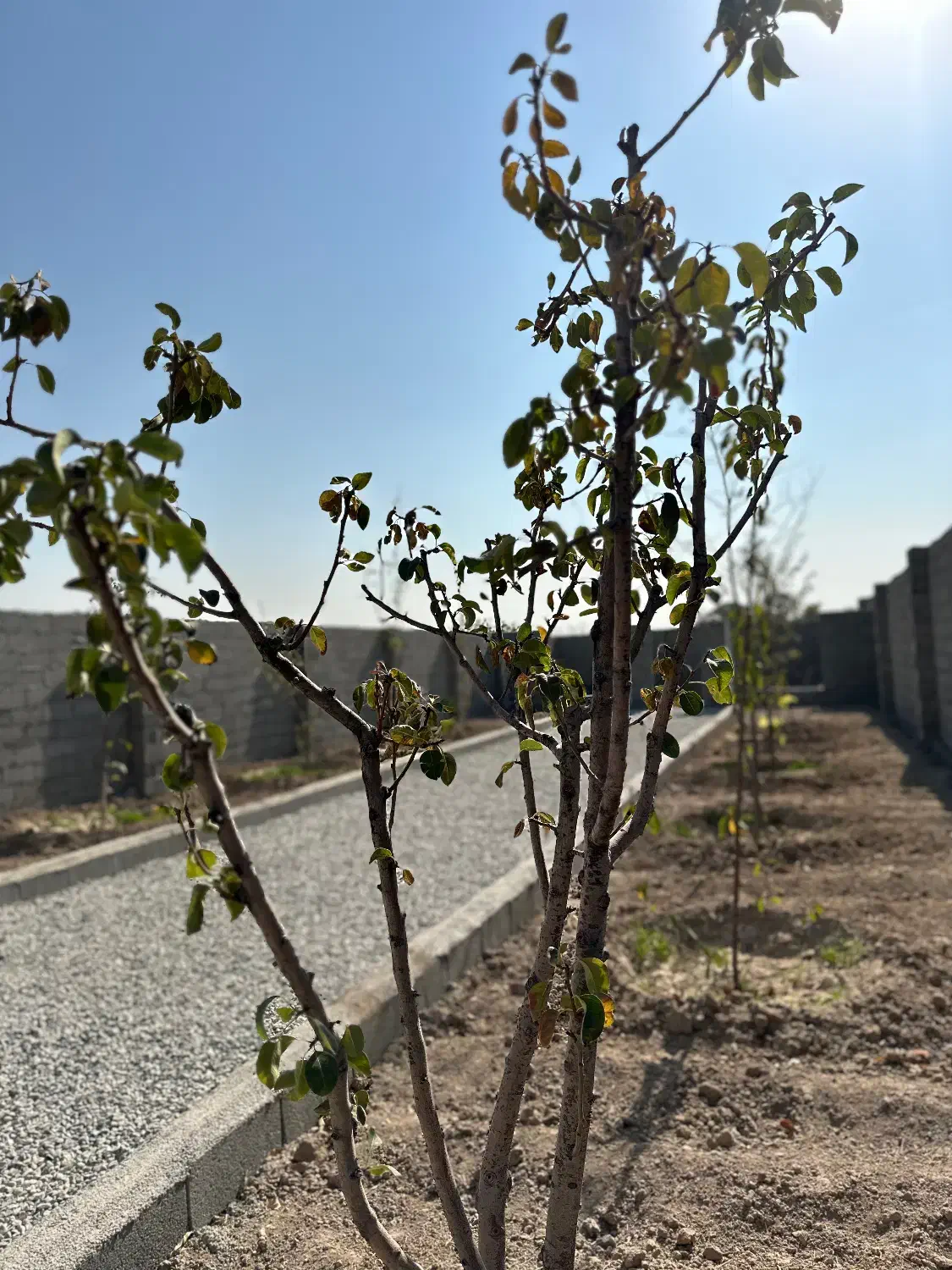 باغچه چسب بافت|فروش زمین و ملک کلنگی|اسلامشهر, شهرک محمدیه|دیوار