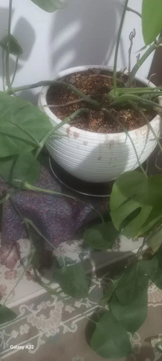 گل طبیعی|گل و گیاه طبیعی|قم, انسجام|دیوار