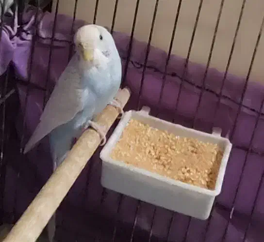 مرغ عشق نر|پرنده|مرودشت, شهرک مهدیه|دیوار