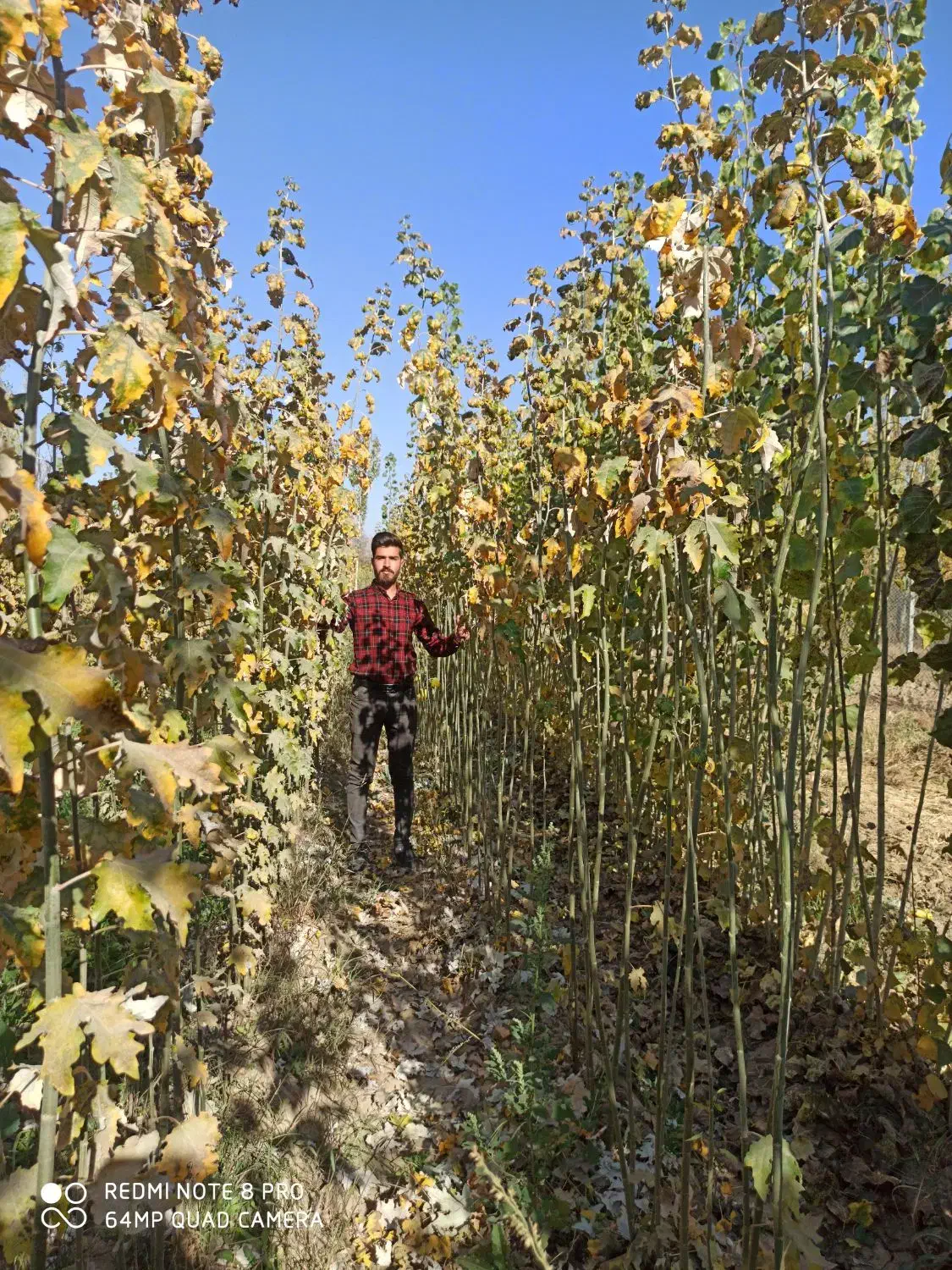 کسب و کار نهال|عمدهفروشی|میاندوآب, |دیوار