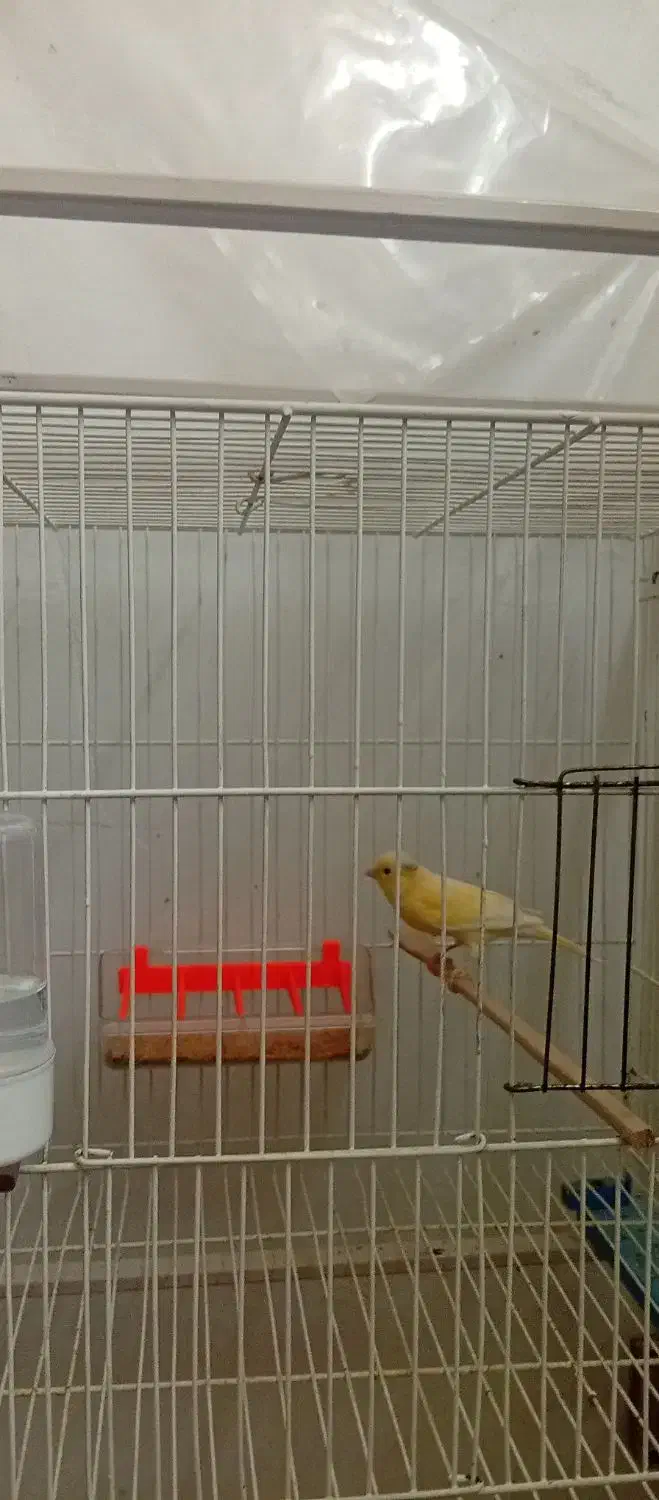 قناری|پرنده|تایباد, |دیوار