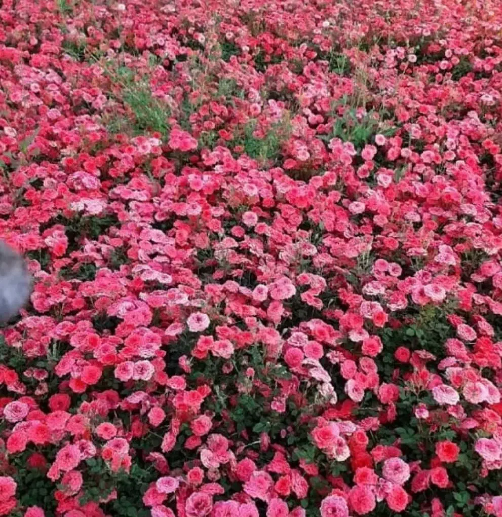 ریشه کنده رز هلندی و ساناز|گل و گیاه طبیعی|محلات, |دیوار