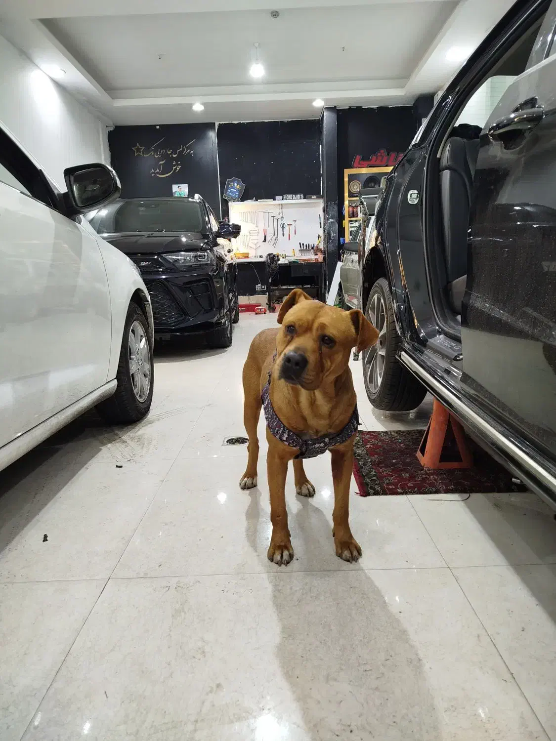 فروش سگ بیت بول|سگ|مشهد, شاهد (شهرک غرب)|دیوار